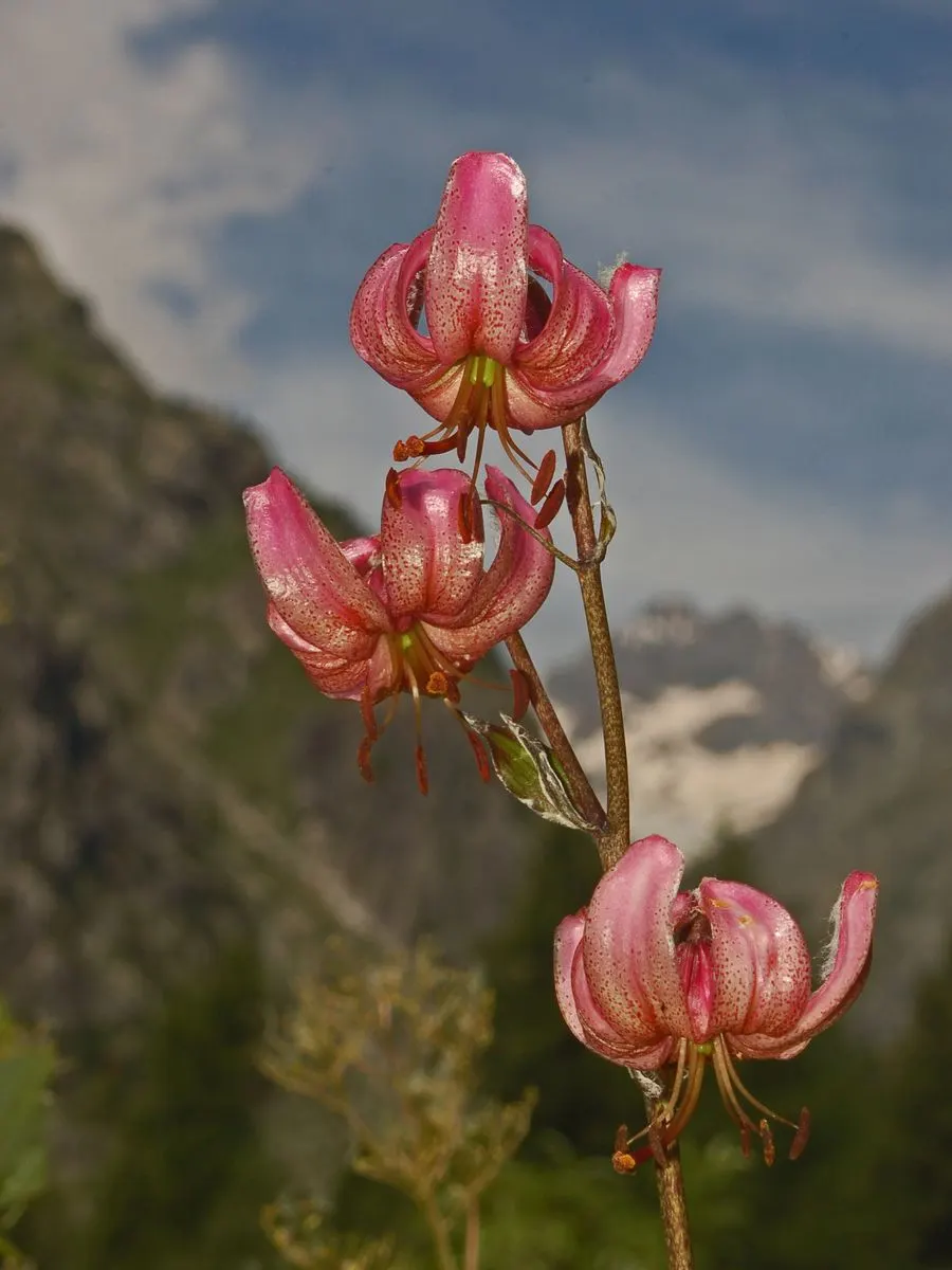 Turkcap Lily (Lilium Martagon) — slightly acidic to neutral soil; also known as the Martagon or Dragon Lily