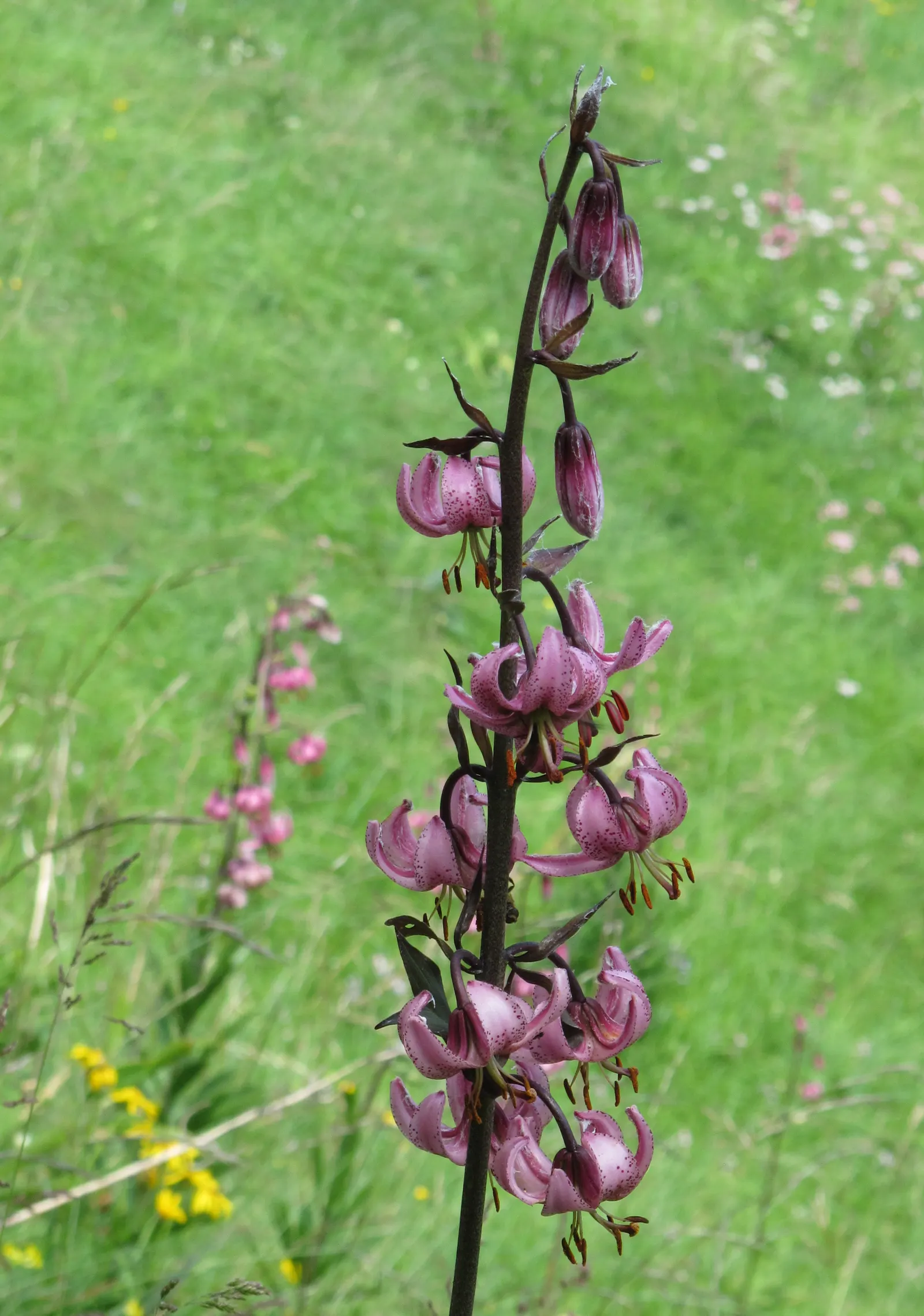 Turkcap Lily (Lilium Martagon) — with a spread of about 1 foot; the plant reaches 4 to 6 feet tall and blooms in early to mid-summer, attracting, image 58