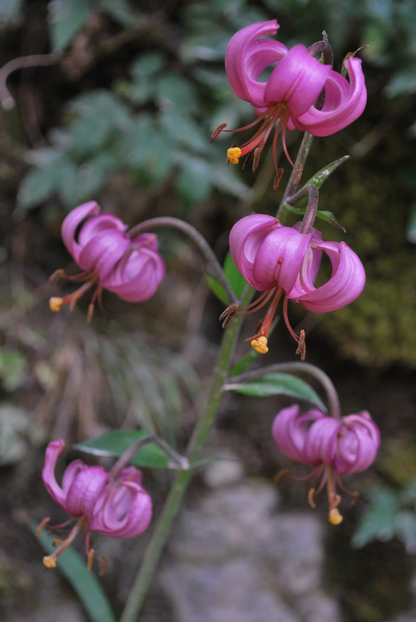 Turkcap Lily (Lilium Martagon) — Space bulbs 8 to 12 inches apart for optimal growth and visual impact; is notable for its reflexed, image 80