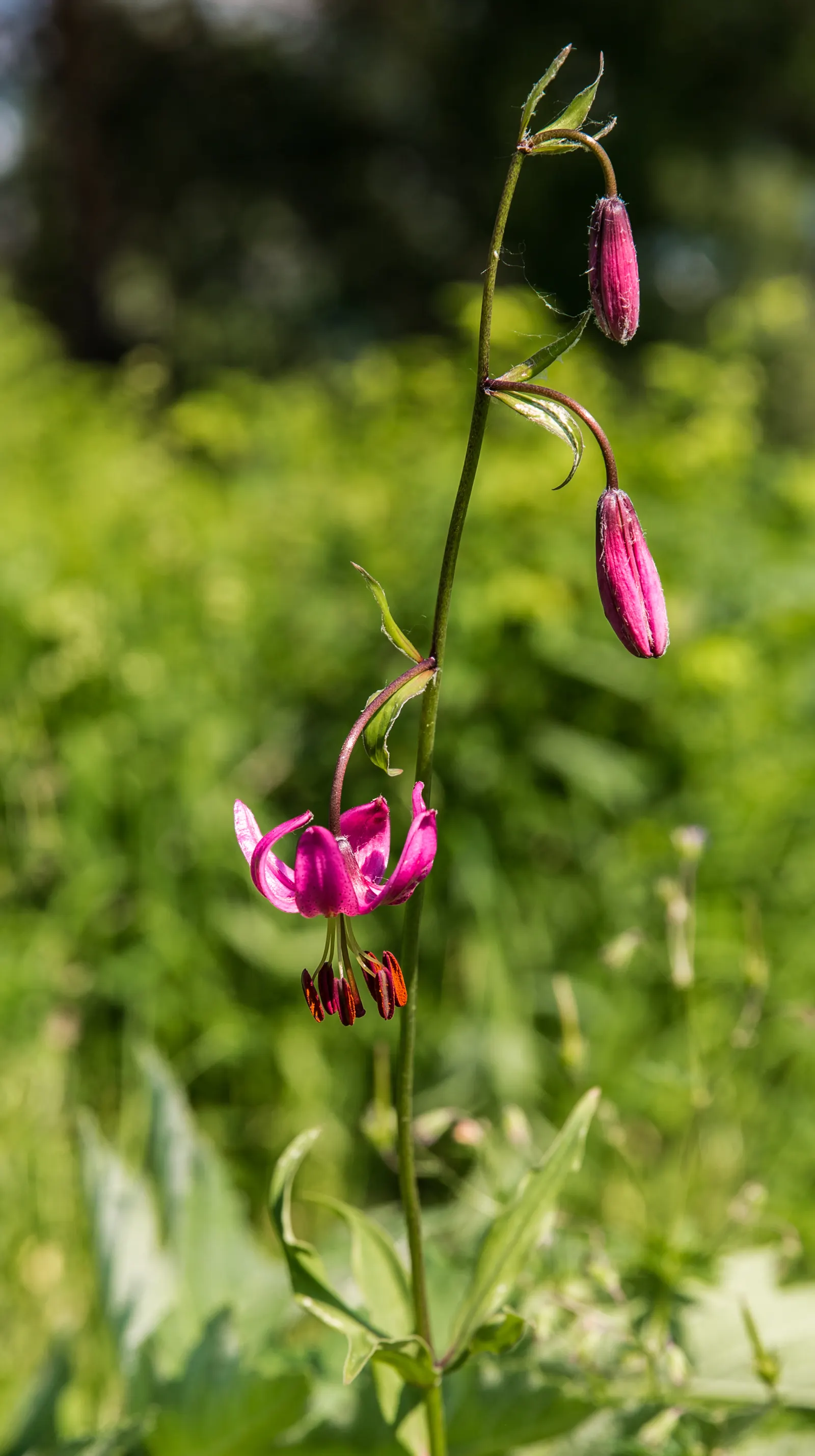 Turkcap Lily (Lilium Martagon) — revealing stamens that curve elegantly outward; with recurved petals rolled back towards the stem, image 92