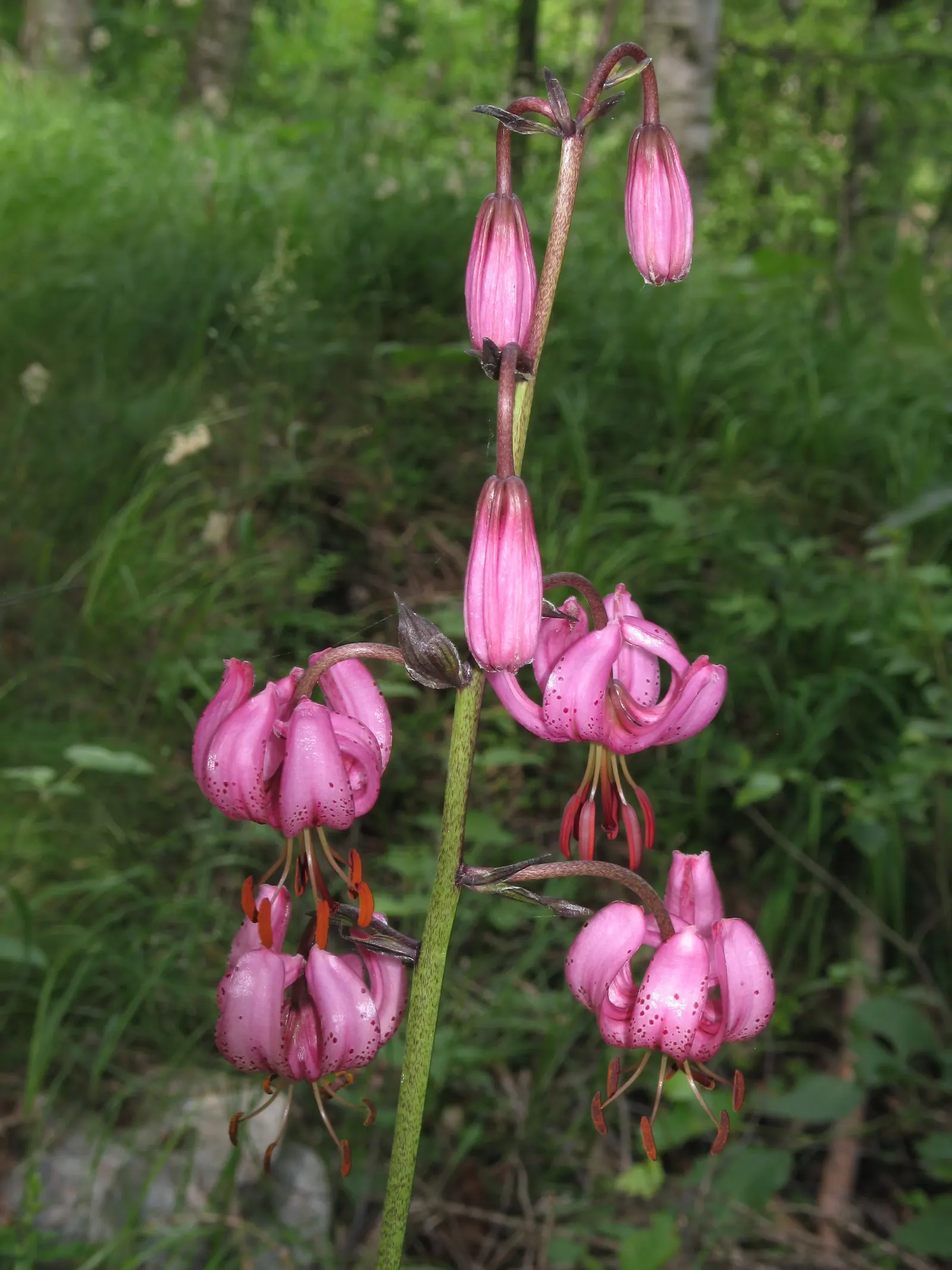 Turkcap Lily (Lilium Martagon) — slightly acidic to neutral soil; also known as the Martagon or Dragon Lily, image 62