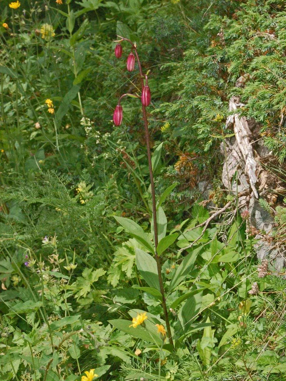 Turkcap Lily (Lilium Martagon) — A spacing of 8 to 12 inches between bulbs facilitates optimal growth; consideration should be given to its location