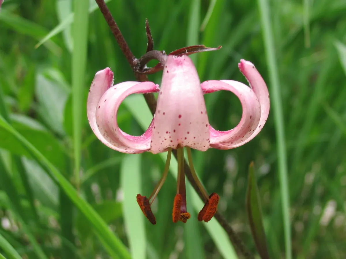 Turkcap Lily (Lilium Martagon) — rich in organic material.<br><br>The blooms - speckled and arrayed in shades of pink, image 38