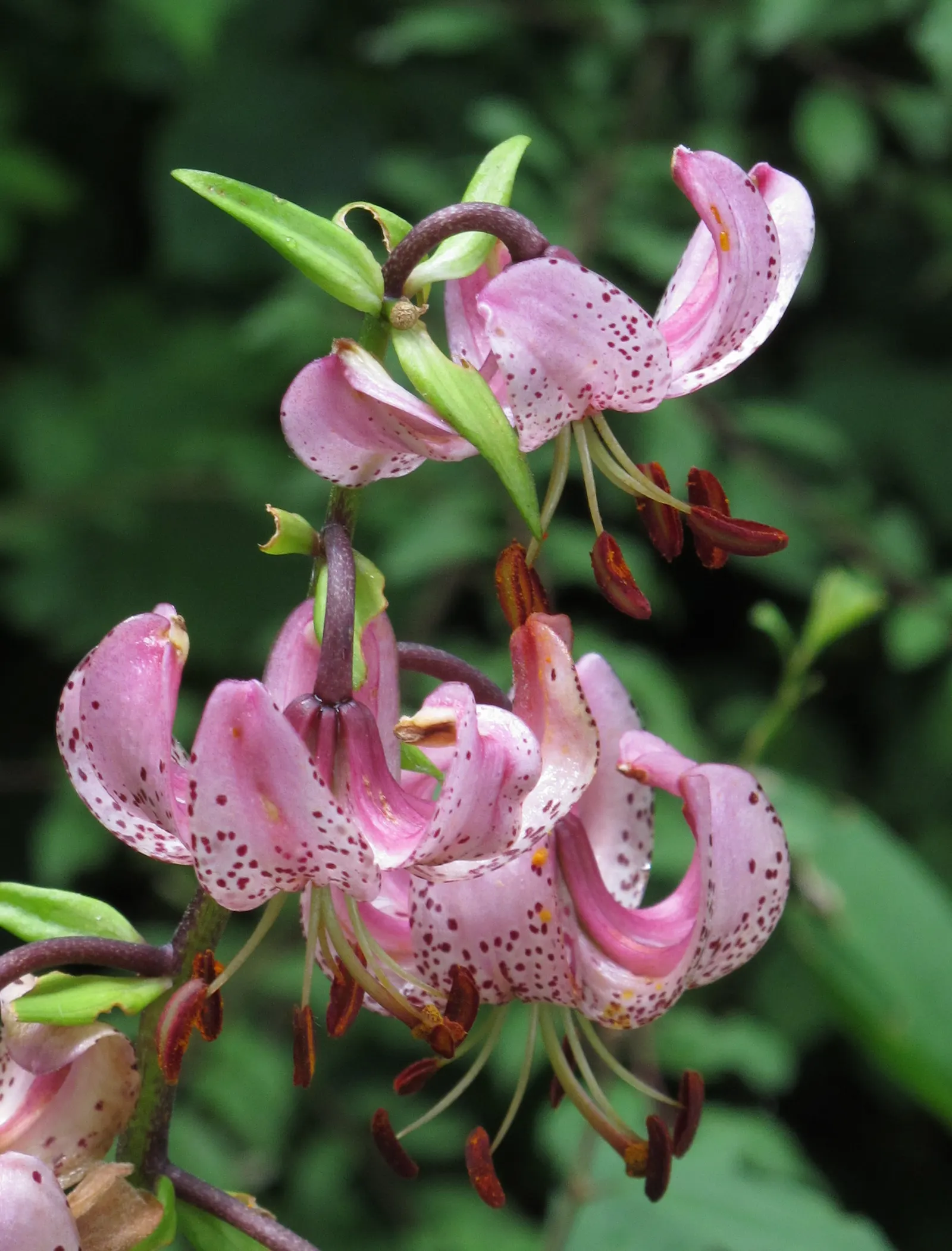 Turkcap Lily (Lilium Martagon) — consideration should be given to its location; space bulbs 8 to 12 inches apart for optimal growth and visual, image 94