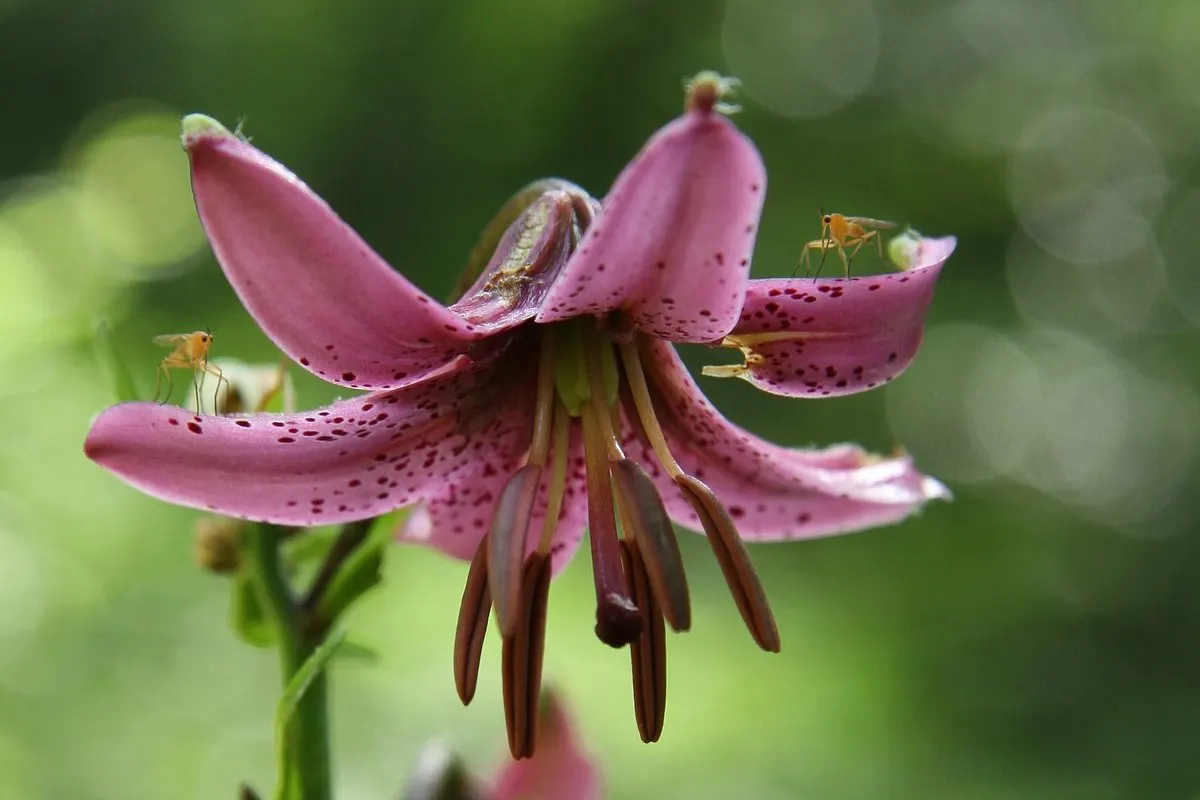 Turkcap Lily (Lilium Martagon) — revealing stamens that curve elegantly outward; with recurved petals rolled back towards the stem, image 67