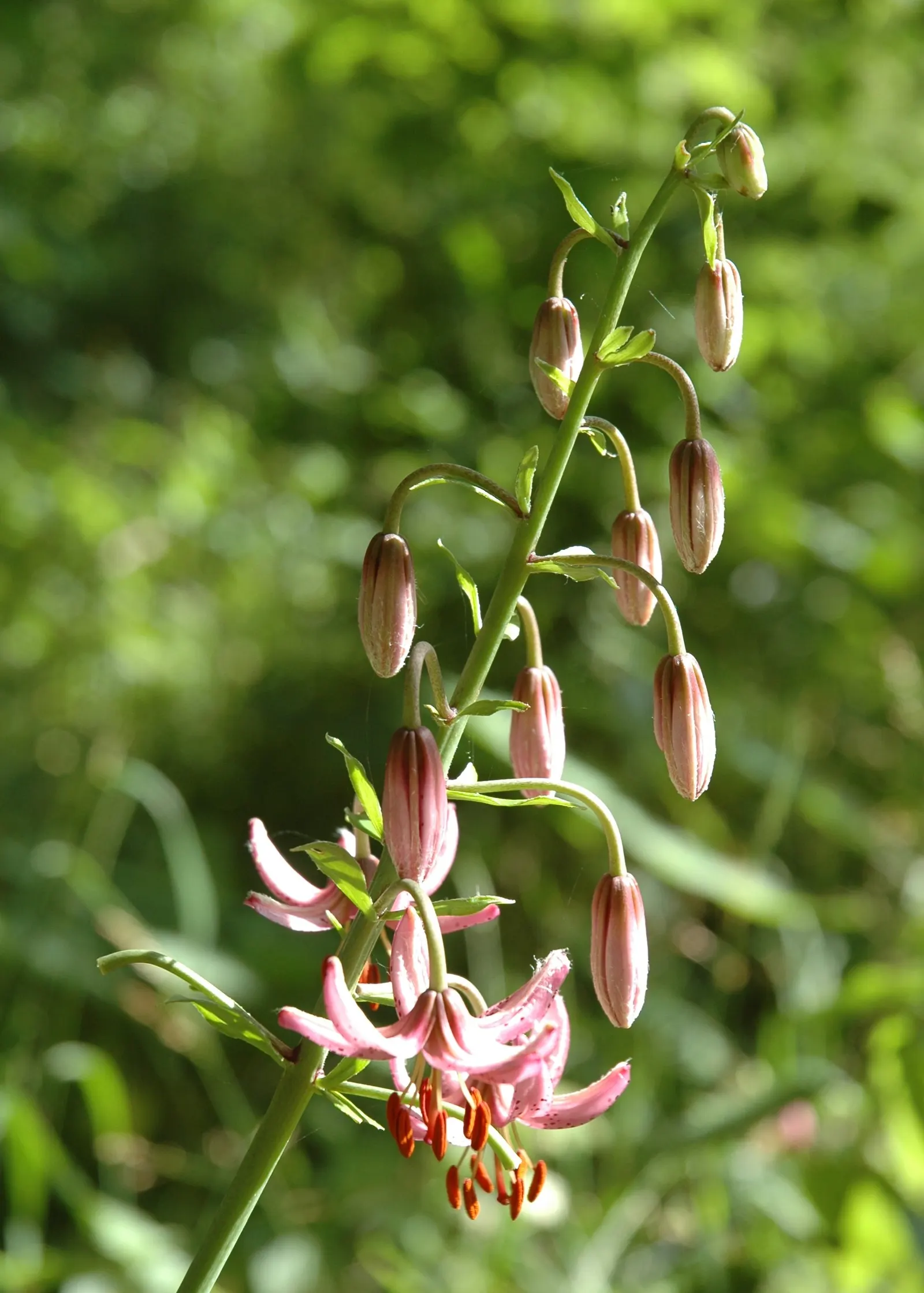 Turkcap Lily (Lilium Martagon) — consideration should be given to its location; space bulbs 8 to 12 inches apart for optimal growth and visual, image 69