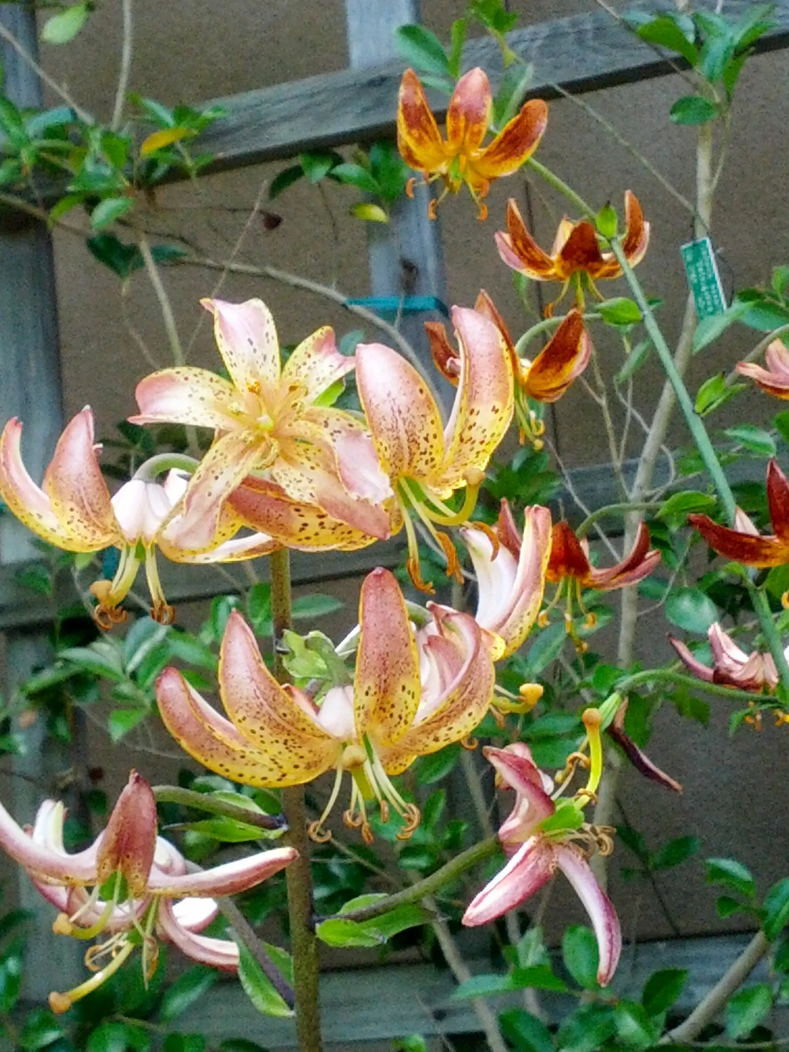 Turkcap Lily (Lilium Martagon) — as it does not tolerate transplanting well; slightly acidic to neutral soil