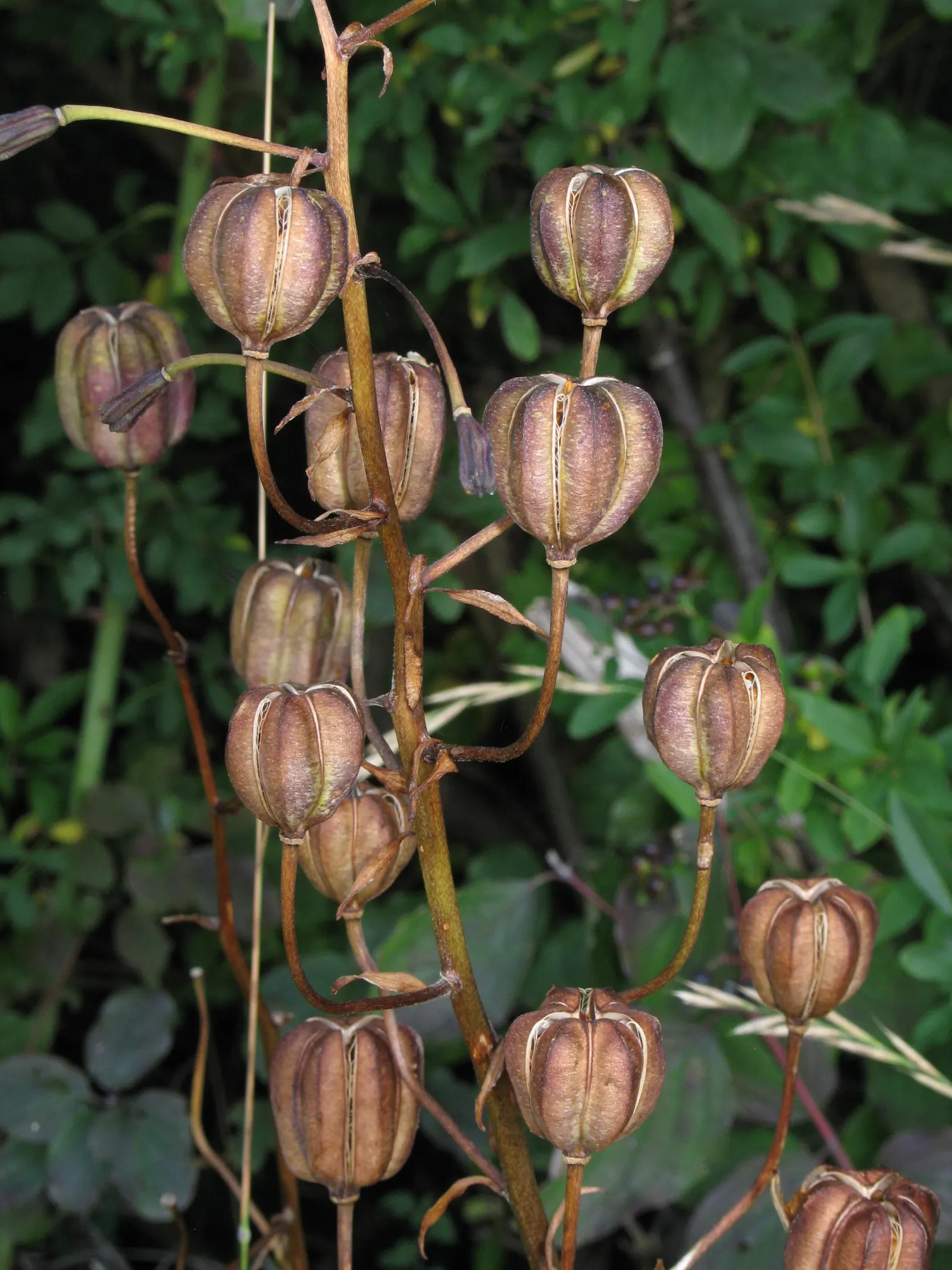 Turkcap Lily (Lilium Martagon) — bulb for full or half; blending seamlessly into a diverse plant palette, image 75