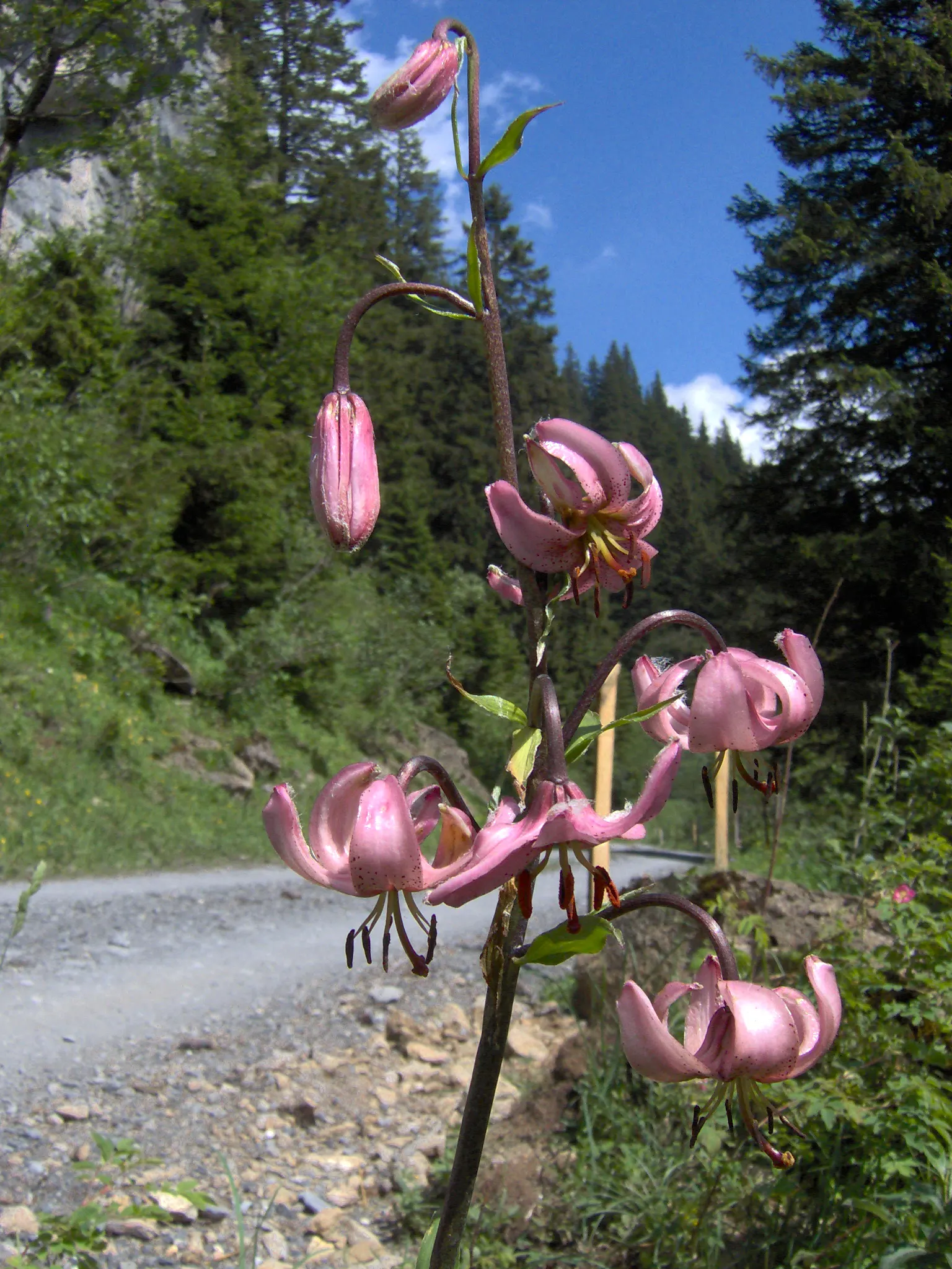 Turkcap Lily (Lilium Martagon) — which are attractive to pollinators like butterflies and bees.<br><br>When planting the Turk's Cap Lily; pink and red and
