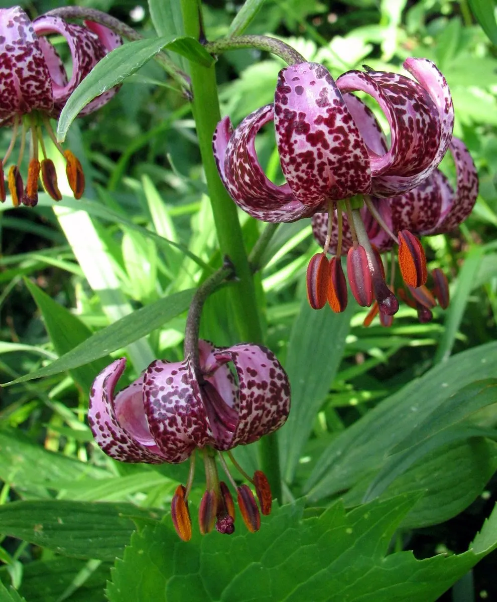 Turkcap Lily (Lilium Martagon) — The plant favors well-drained; bulb with pink and red and white blooms, image 86