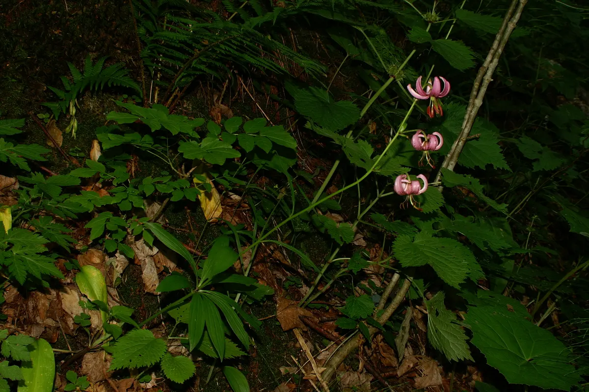 Turkcap Lily (Lilium Martagon) — is notable for its reflexed; a spacing of 8 to 12 inches between bulbs facilitates optimal growth