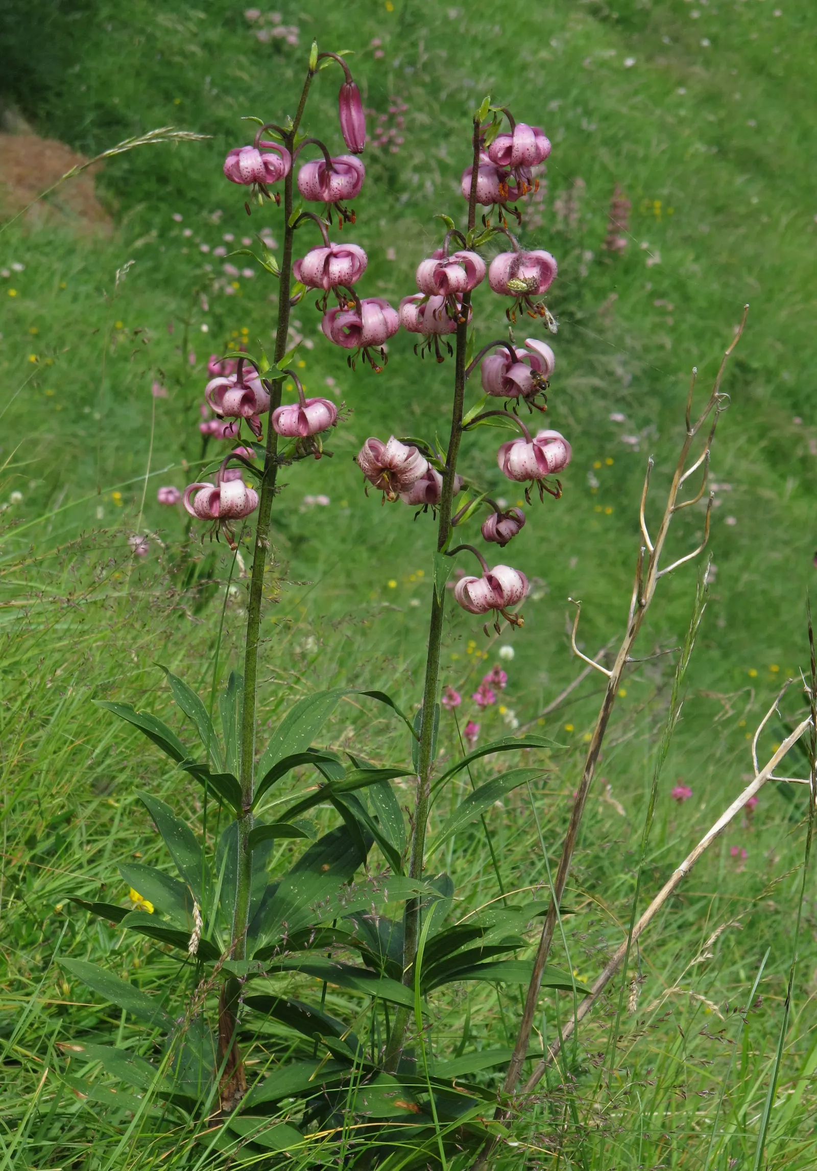 Turkcap Lily (Lilium Martagon) — Each stem can bear numerous downward-facing flowers; its unique, recurved petals in pink-purple hues, speckled, image 65