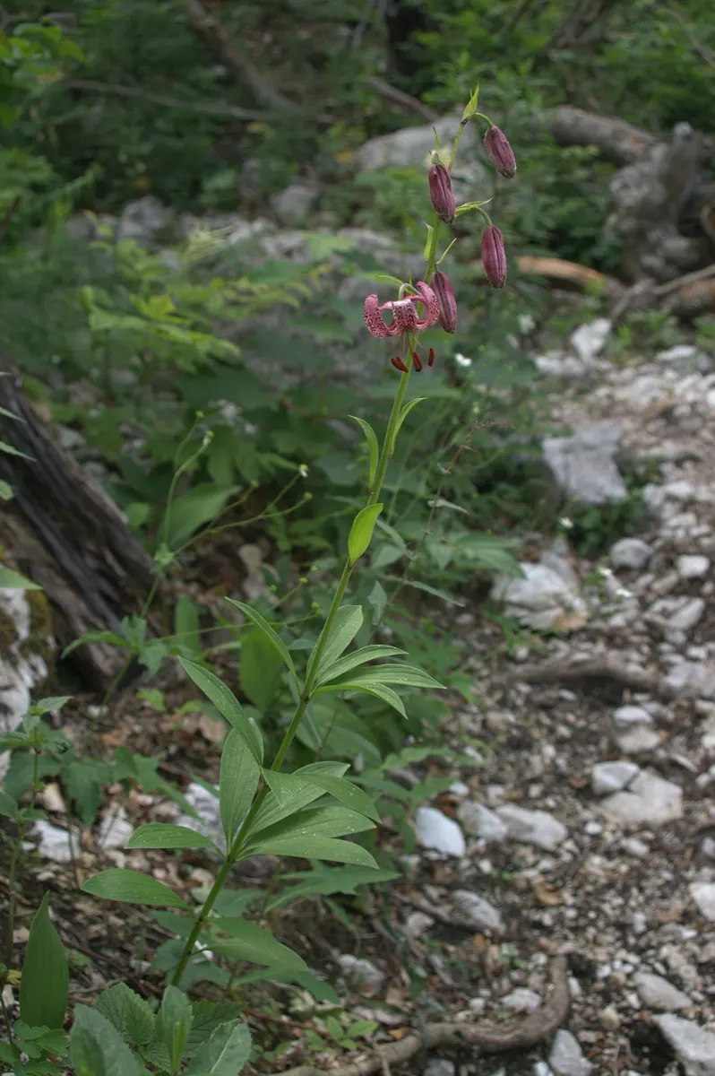 Turkcap Lily (Lilium Martagon) — pink and red and white flowers in the garden; with a spread of about 1 foot