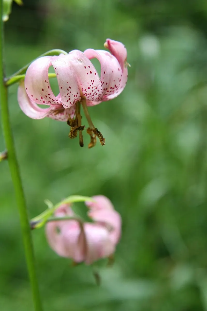Turkcap Lily (Lilium Martagon) — the Turk's Cap Lily is well-suited to borders and woodland garden settings; it thrives in USDA hardiness zones 3, image 59