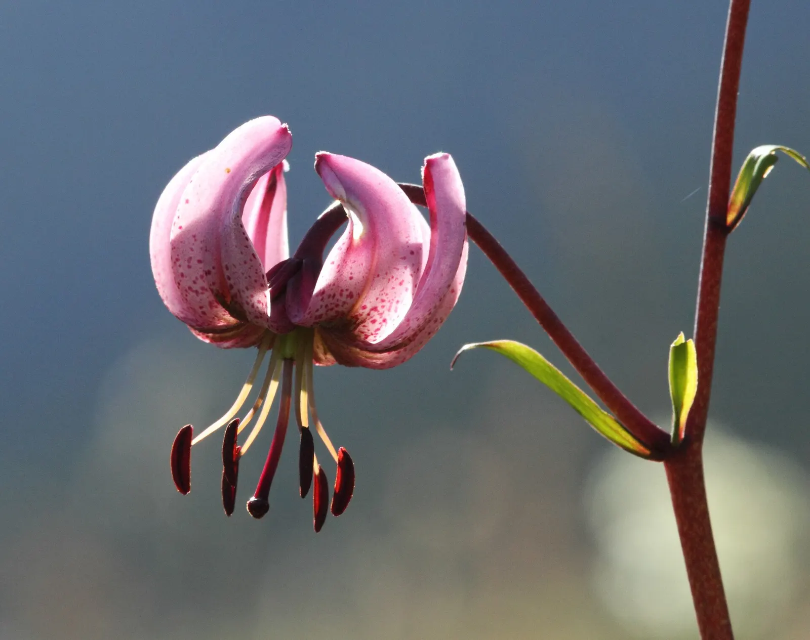 Turkcap Lily (Lilium Martagon) — Its unique, recurved petals in pink-purple hues, speckled with dark spots, resemble a Turkish cap