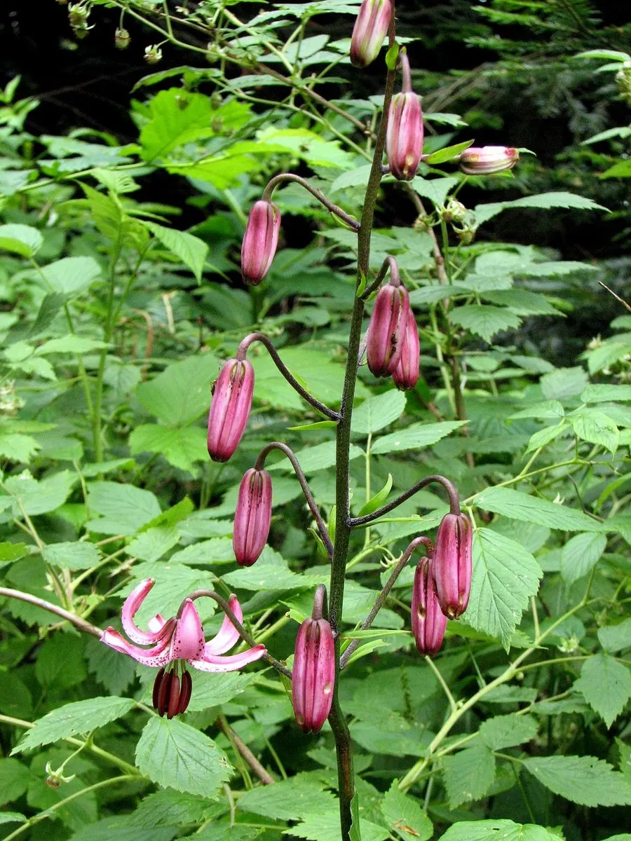 Turkcap Lily (Lilium Martagon) — The Turk's Cap Lily, Lilium martagon, is a striking perennial that thrives in partial shade; prefers well-drained, image 51