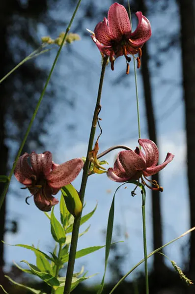 Turkcap Lily (Lilium Martagon) — blending seamlessly into a diverse plant palette; the Turk's Cap Lily, Lilium martagon, is a striking perennial, image 97