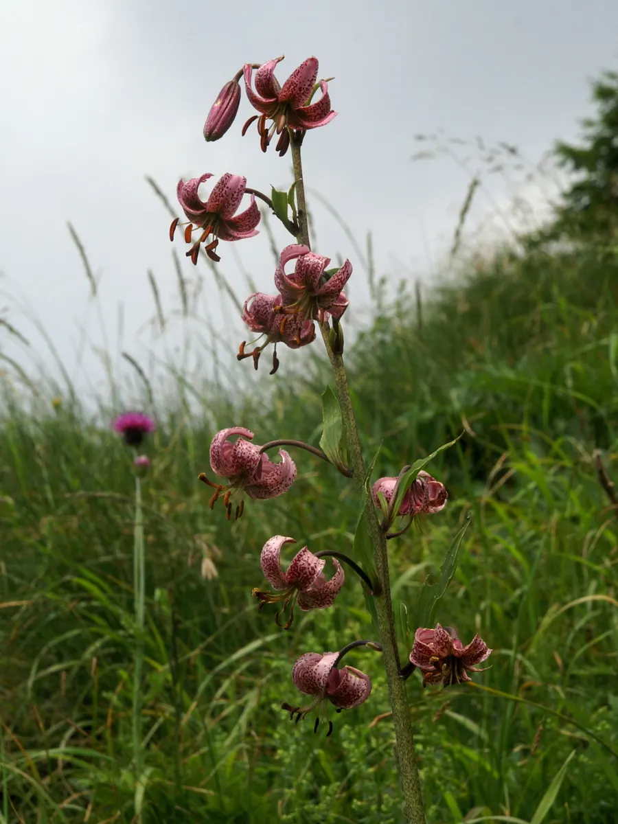 Turkcap Lily (Lilium Martagon) — A spacing of 8 to 12 inches between bulbs facilitates optimal growth