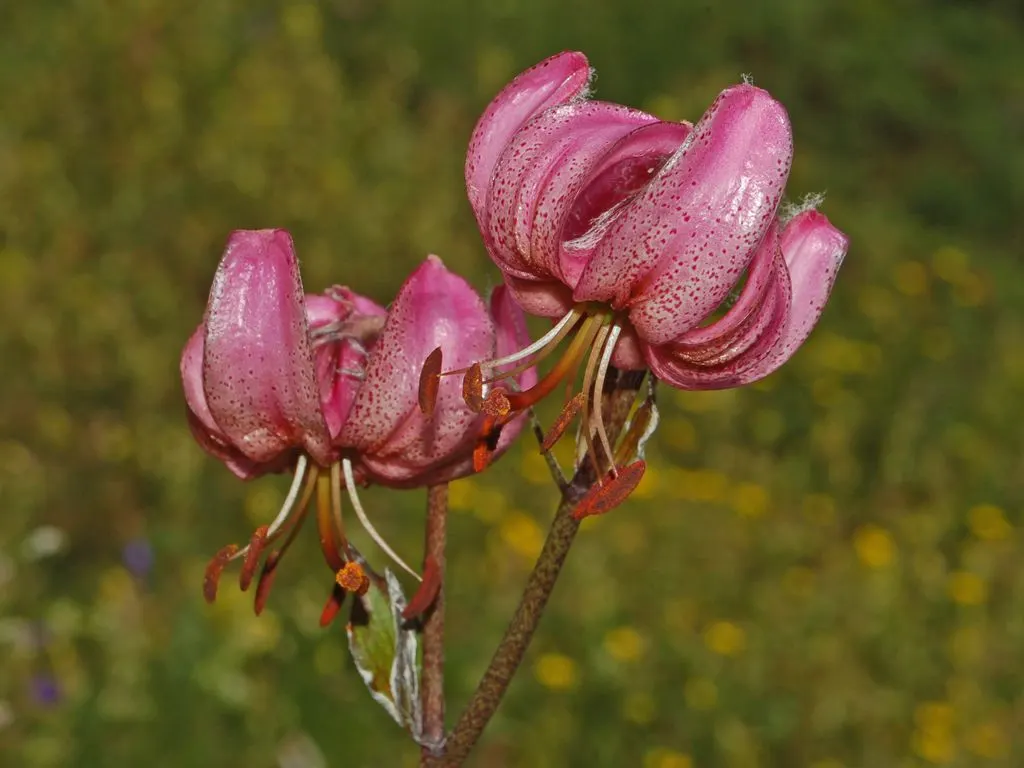 Turkcap Lily (Lilium Martagon) — also known as the Martagon or Dragon Lily