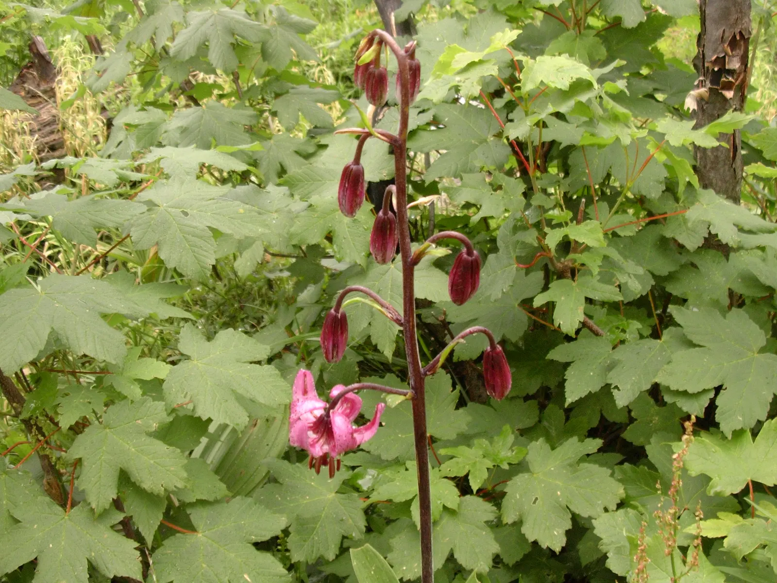 Turkcap Lily (Lilium Martagon) — It thrives in USDA hardiness zones 3 through 9, preferring dappled shade or morning sun with afternoon shade, image 85