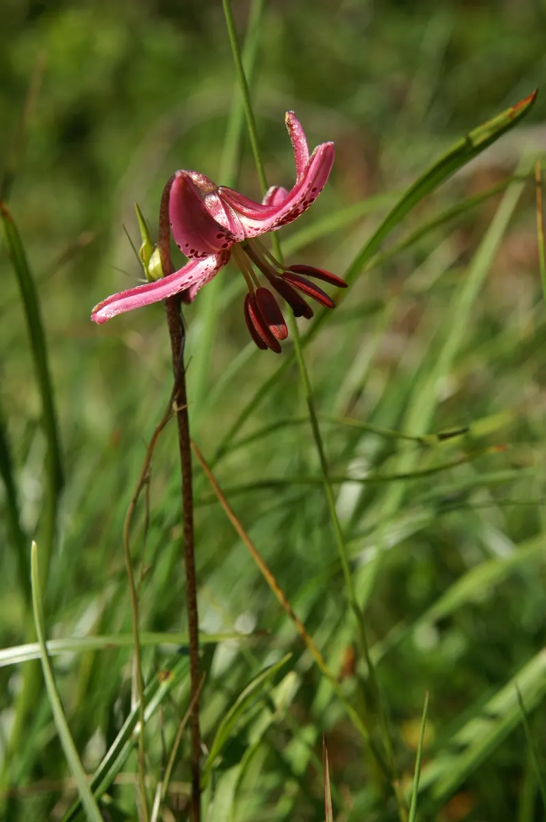 Turkcap Lily (Lilium Martagon) — or yellow - appear from early to mid-summer
