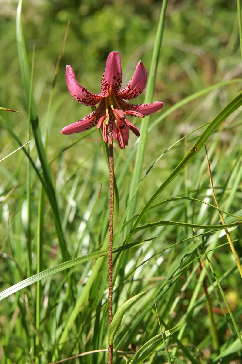 Turkcap Lily (Lilium Martagon) — as it does not tolerate transplanting well