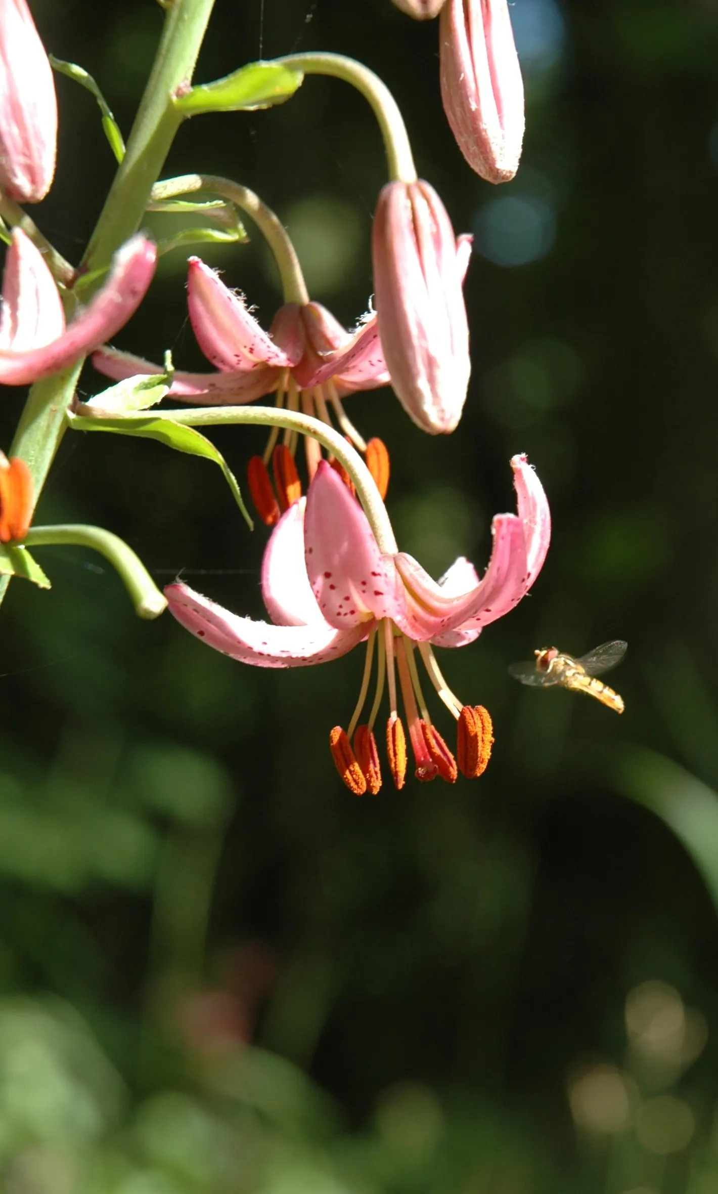Turkcap Lily (Lilium Martagon) — is notable for its reflexed; a spacing of 8 to 12 inches between bulbs facilitates optimal growth, image 82