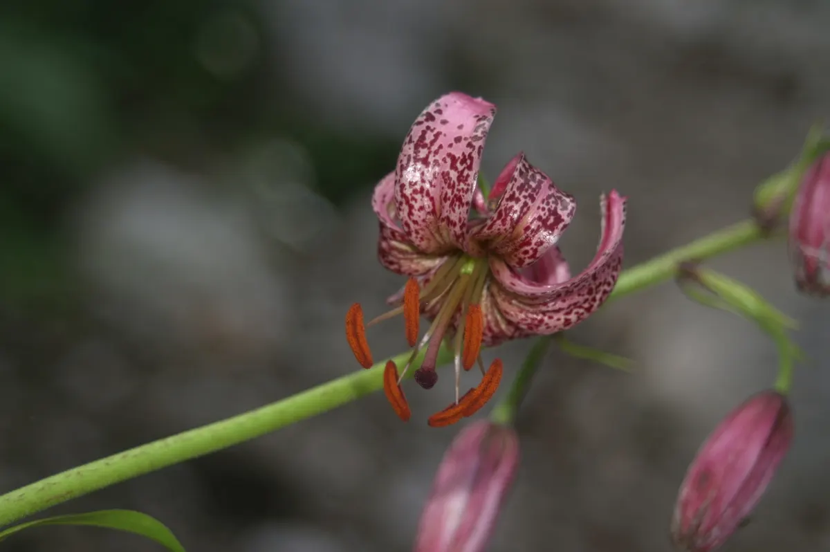 Turkcap Lily (Lilium Martagon) — The Turk's Cap Lily, Lilium martagon, is a striking perennial that thrives in partial shade; prefers well-drained, image 76