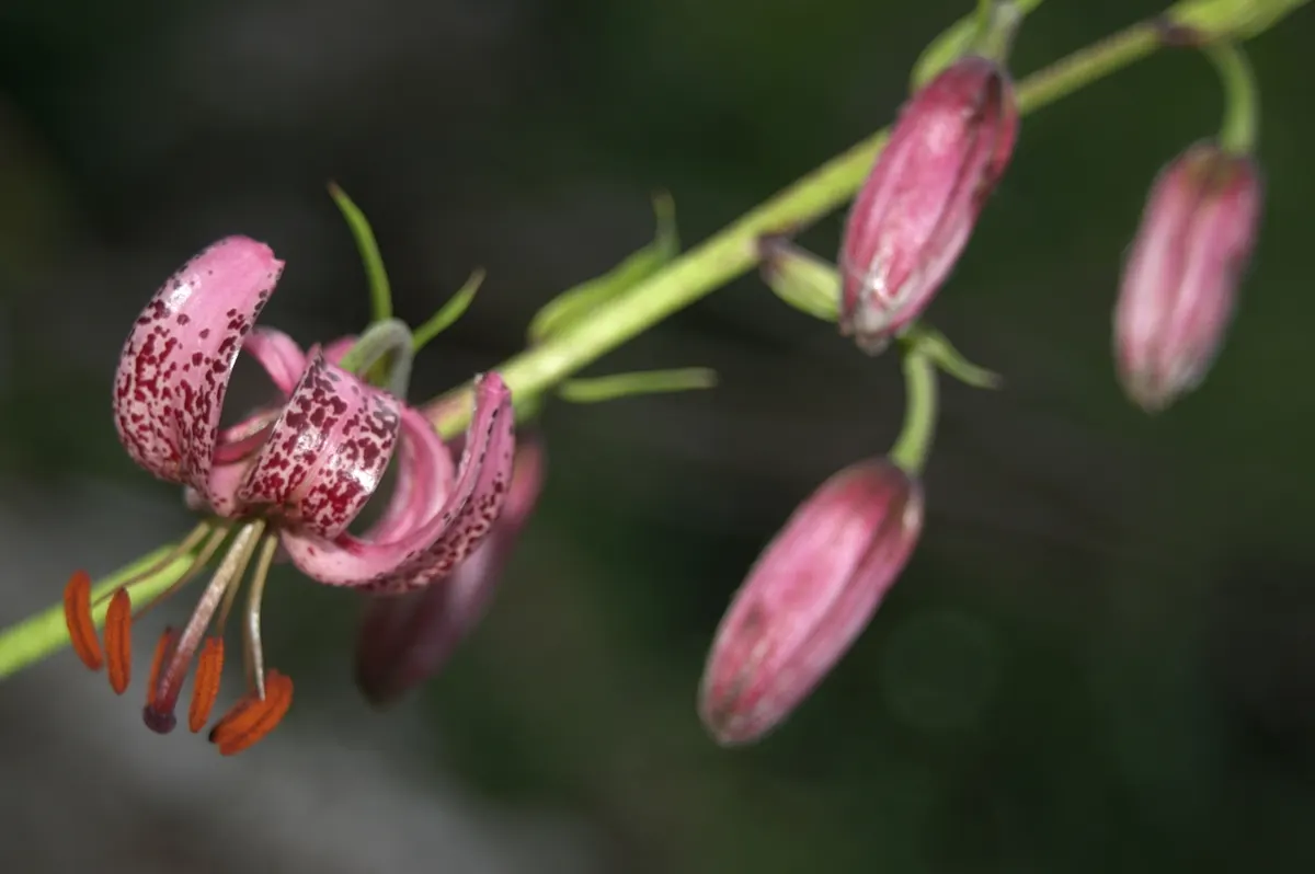 Turkcap Lily (Lilium Martagon) — is notable for its reflexed; a spacing of 8 to 12 inches between bulbs facilitates optimal growth, image 57