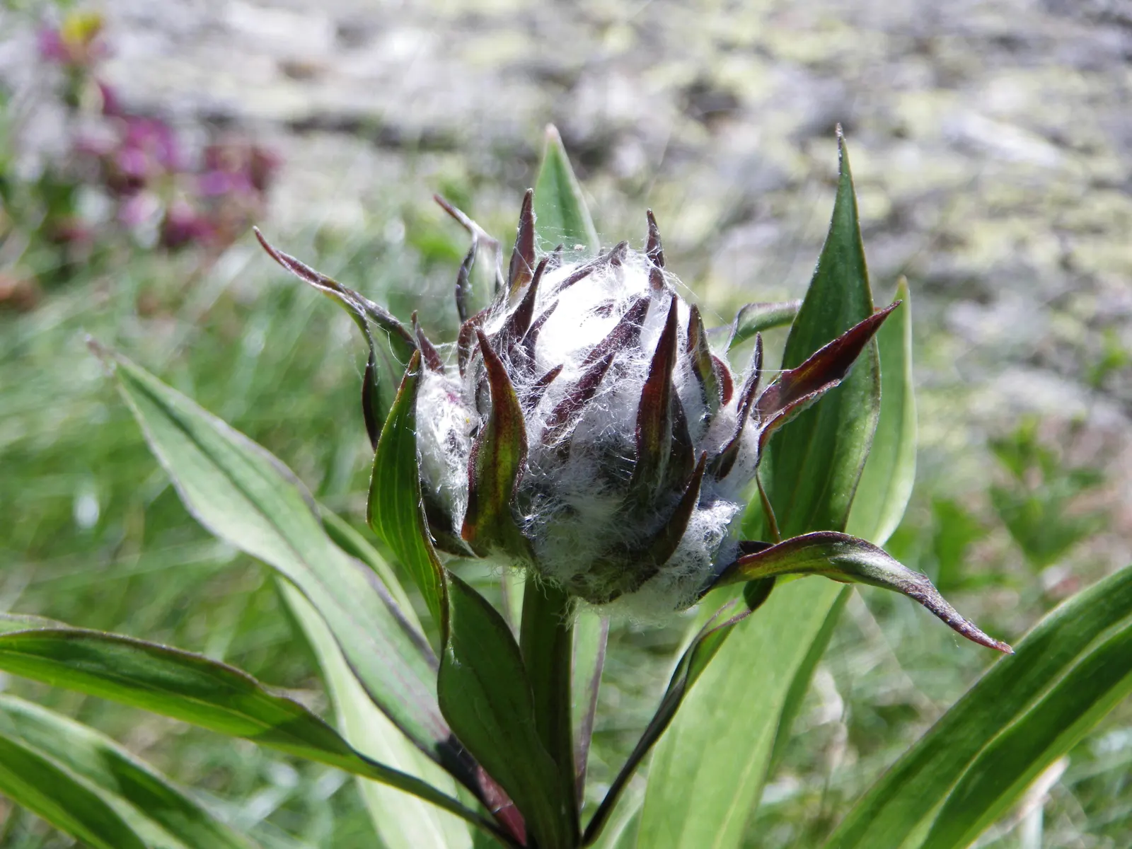 Turkcap Lily (Lilium Martagon) — bulb for full or half