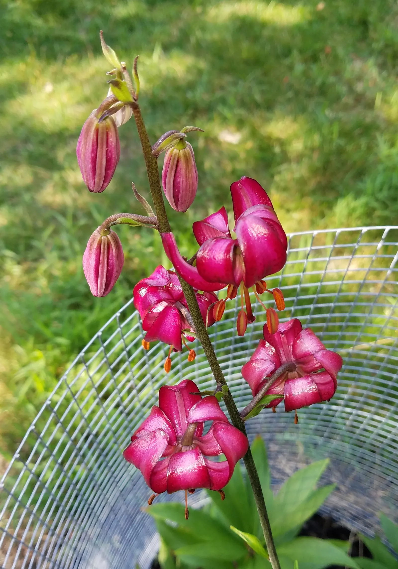 Turkcap Lily (Lilium Martagon) — blending seamlessly into a diverse plant palette; the Turk's Cap Lily, Lilium martagon, is a striking perennial, image 72