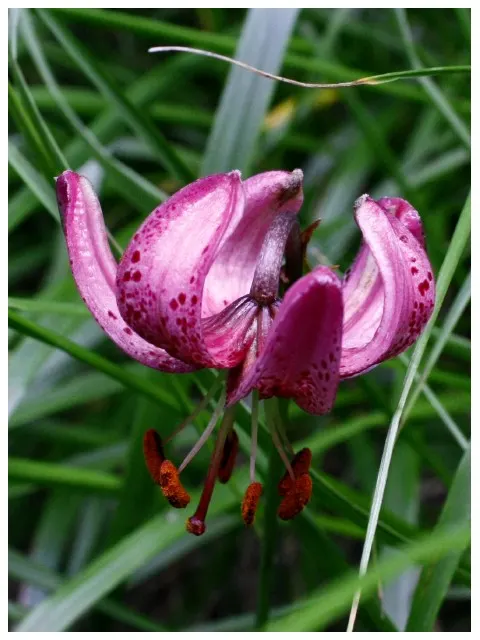 Turkcap Lily (Lilium Martagon) — which are attractive to pollinators like butterflies and bees.<br><br>When planting the Turk's Cap Lily