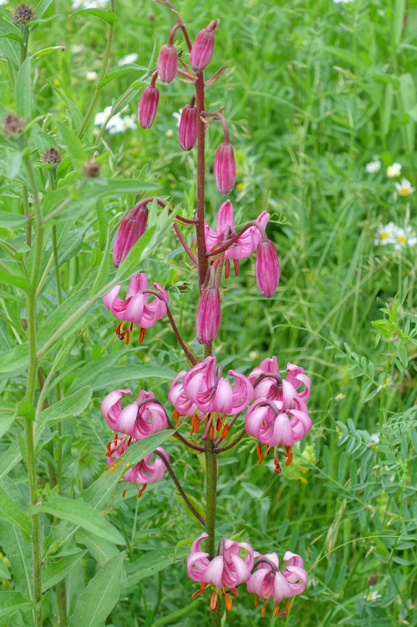 Turkcap Lily (Lilium Martagon) — Prefers well-drained soil with a pH around 6.5; bulb for full or half