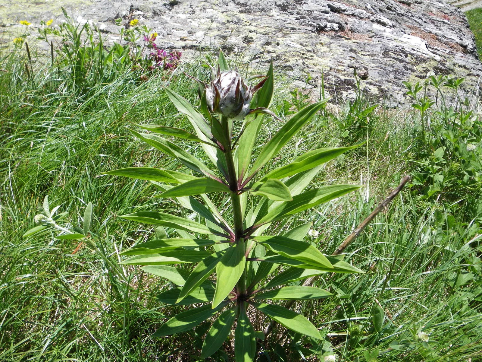 Turkcap Lily (Lilium Martagon) — rich in organic material.<br><br>The blooms - speckled and arrayed in shades of pink, image 88