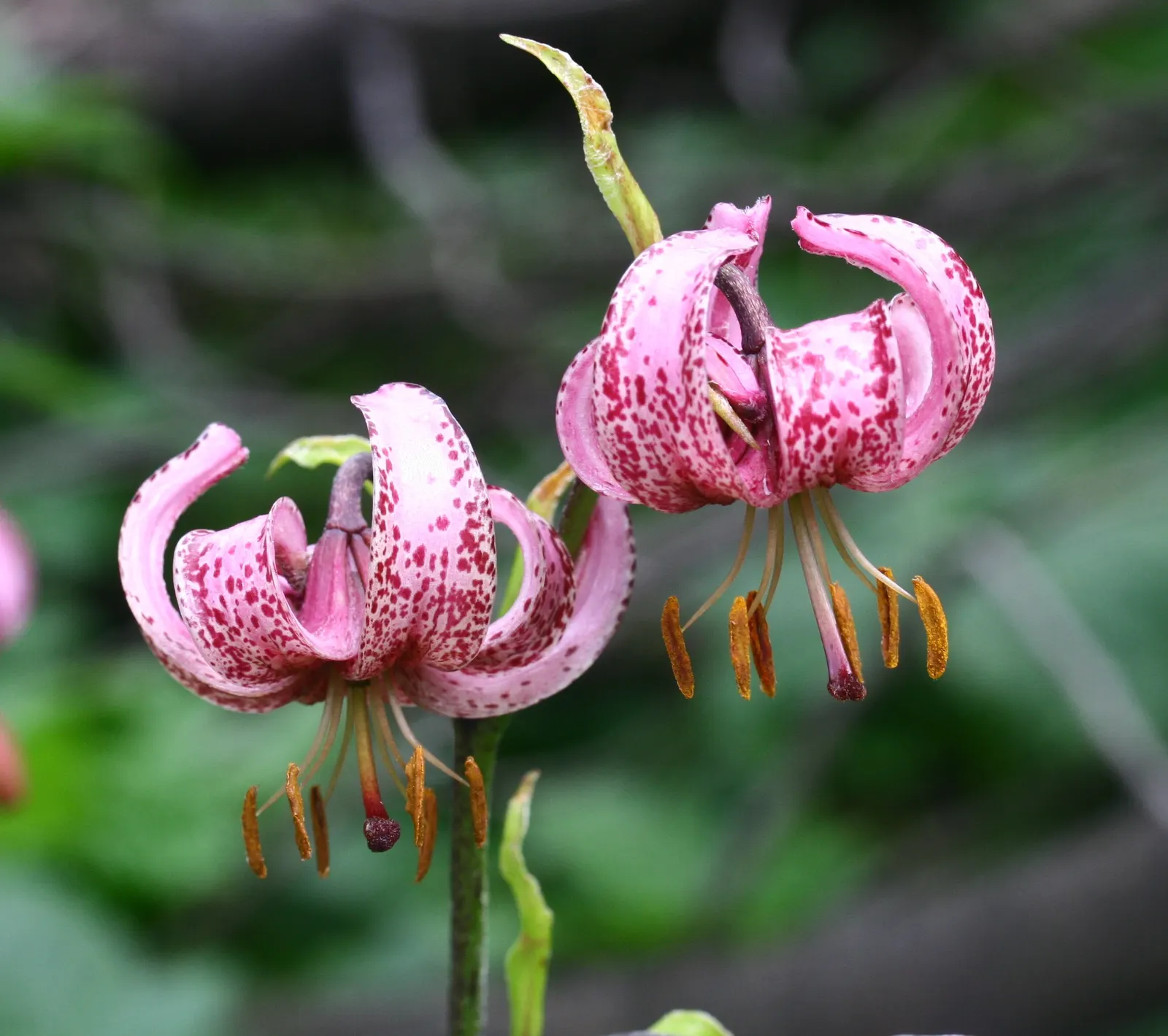 Turkcap Lily (Lilium Martagon) — Each stem can bear numerous downward-facing flowers; its unique, recurved petals in pink-purple hues, speckled with dark