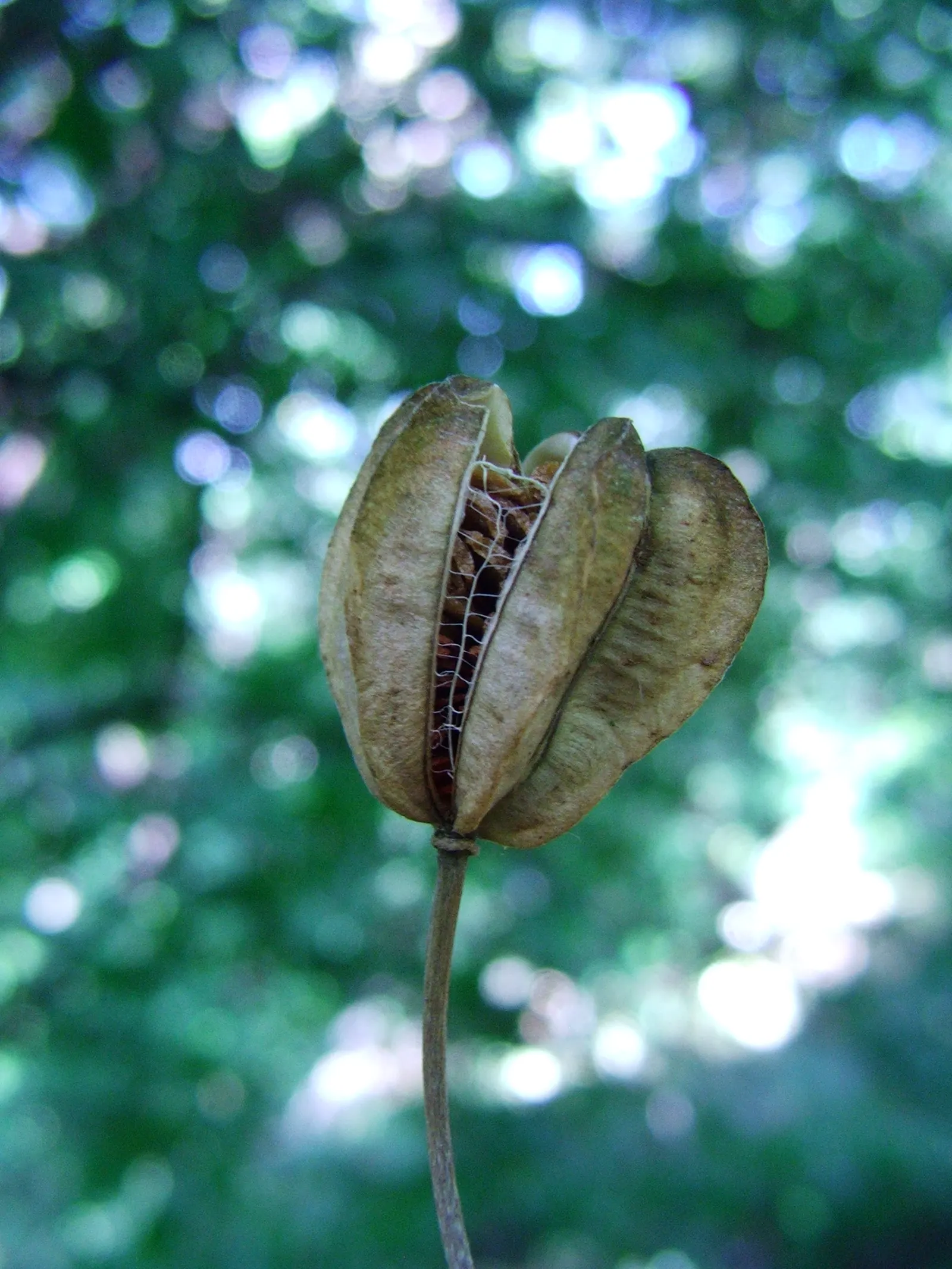 Turkcap Lily (Lilium Martagon) — is notable for its reflexed