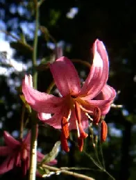 Turkcap Lily (Lilium Martagon) — The Turk's Cap Lily, Lilium martagon, is a striking perennial that thrives in partial shade