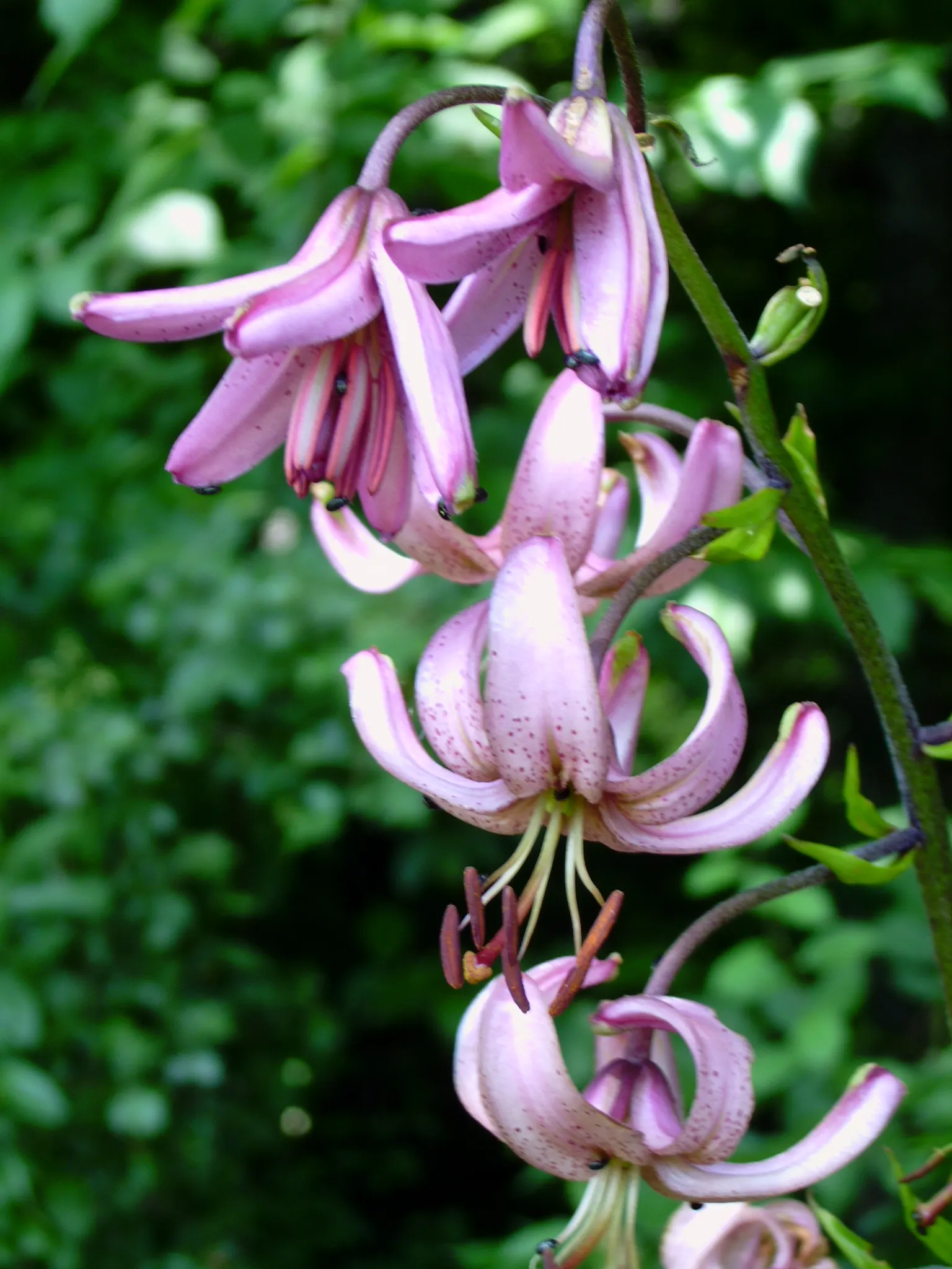 Turkcap Lily (Lilium Martagon) — also known as the Martagon or Dragon Lily; or yellow - appear from early to mid-summer, image 81