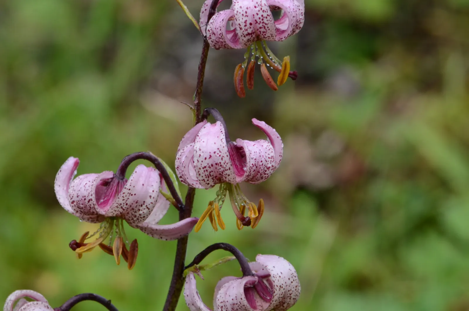 Turkcap Lily (Lilium Martagon) — slightly acidic to neutral soil