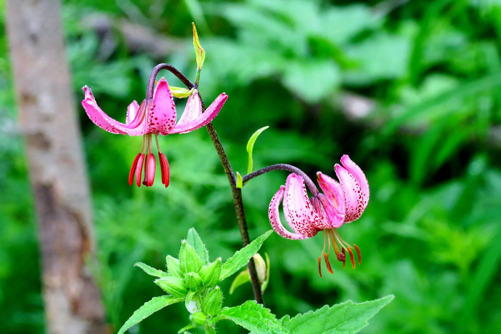 Turkcap Lily (Lilium Martagon) — The Turk's Cap Lily, Lilium martagon, is a striking perennial that thrives in partial shade; prefers well-drained soil with a