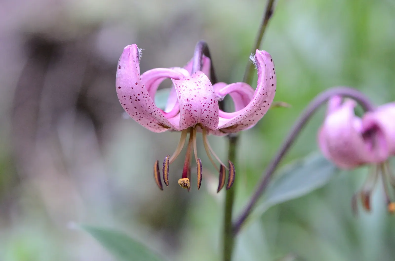 Turkcap Lily (Lilium Martagon) — A spacing of 8 to 12 inches between bulbs facilitates optimal growth; consideration should be given to its location, image 71