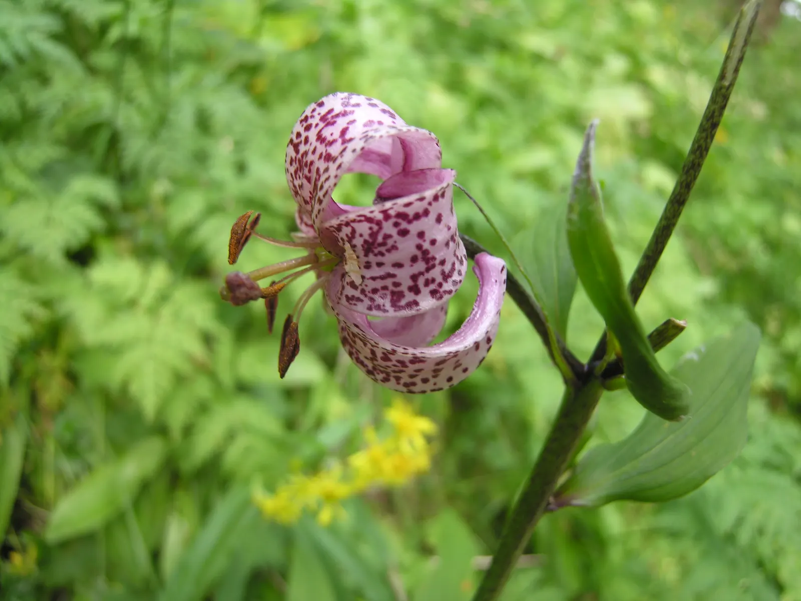 Turkcap Lily (Lilium Martagon) — slightly acidic to neutral soil; also known as the Martagon or Dragon Lily, image 87