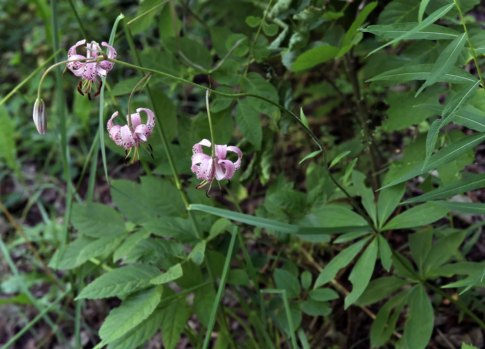 Turkcap Lily (Lilium Martagon) — bulb with pink and red and white blooms; each stem can bear numerous downward-facing flowers, image 99