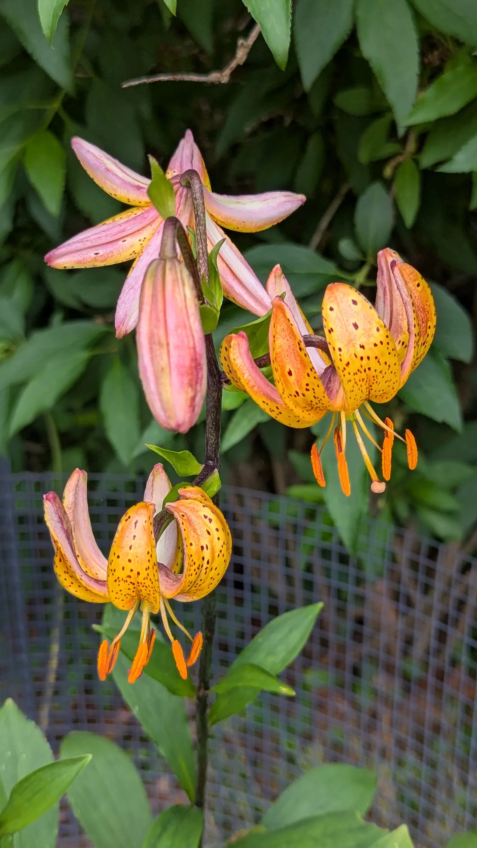 Turkcap Lily (Lilium Martagon) — or yellow - appear from early to mid-summer; as it does not tolerate transplanting well