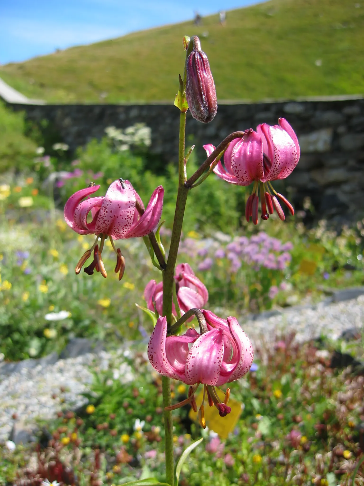 Turkcap Lily (Lilium Martagon) — also known as the Martagon or Dragon Lily; or yellow - appear from early to mid-summer, image 56