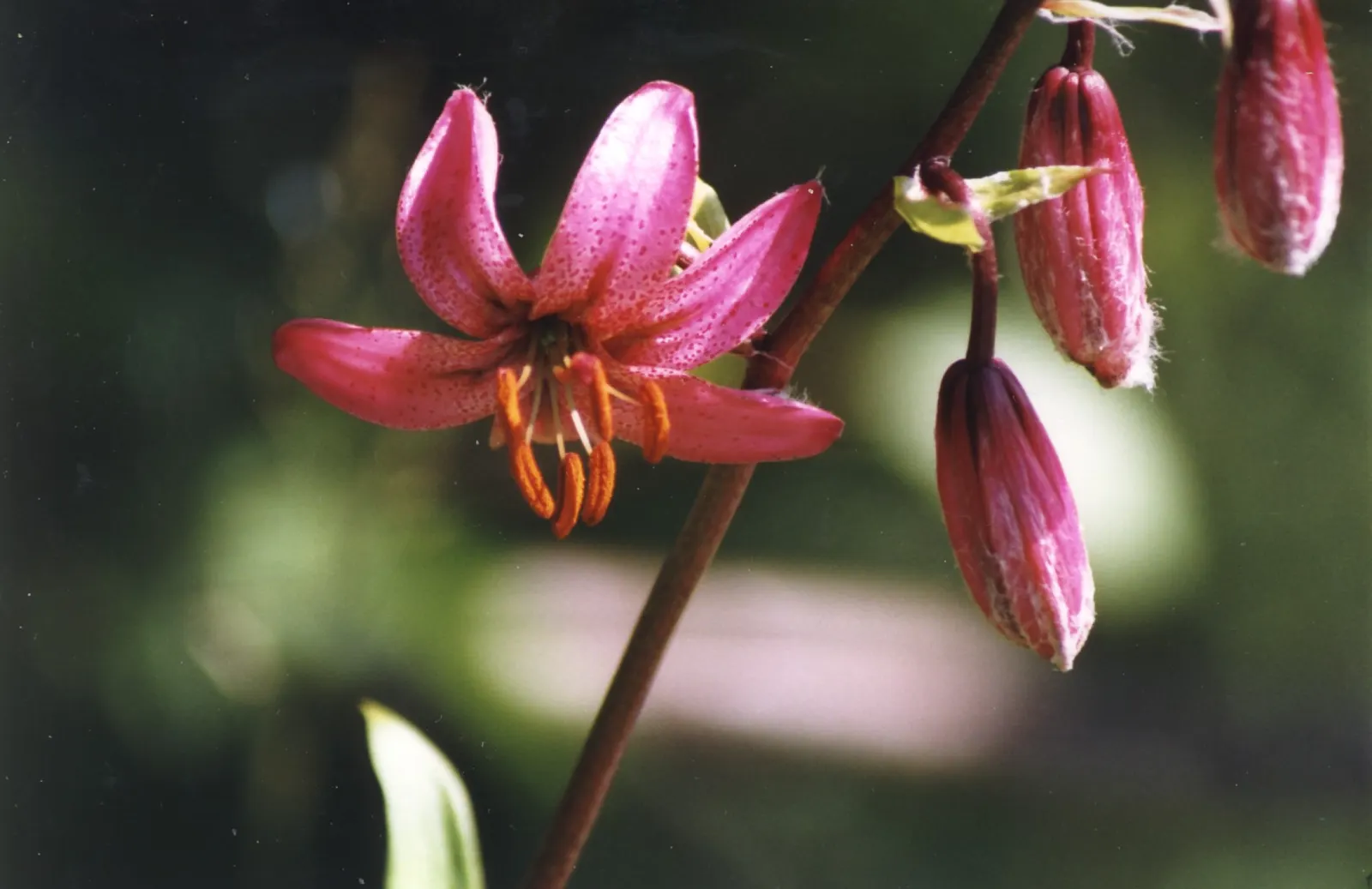 Turkcap Lily (Lilium Martagon) — with a spread of about 1 foot