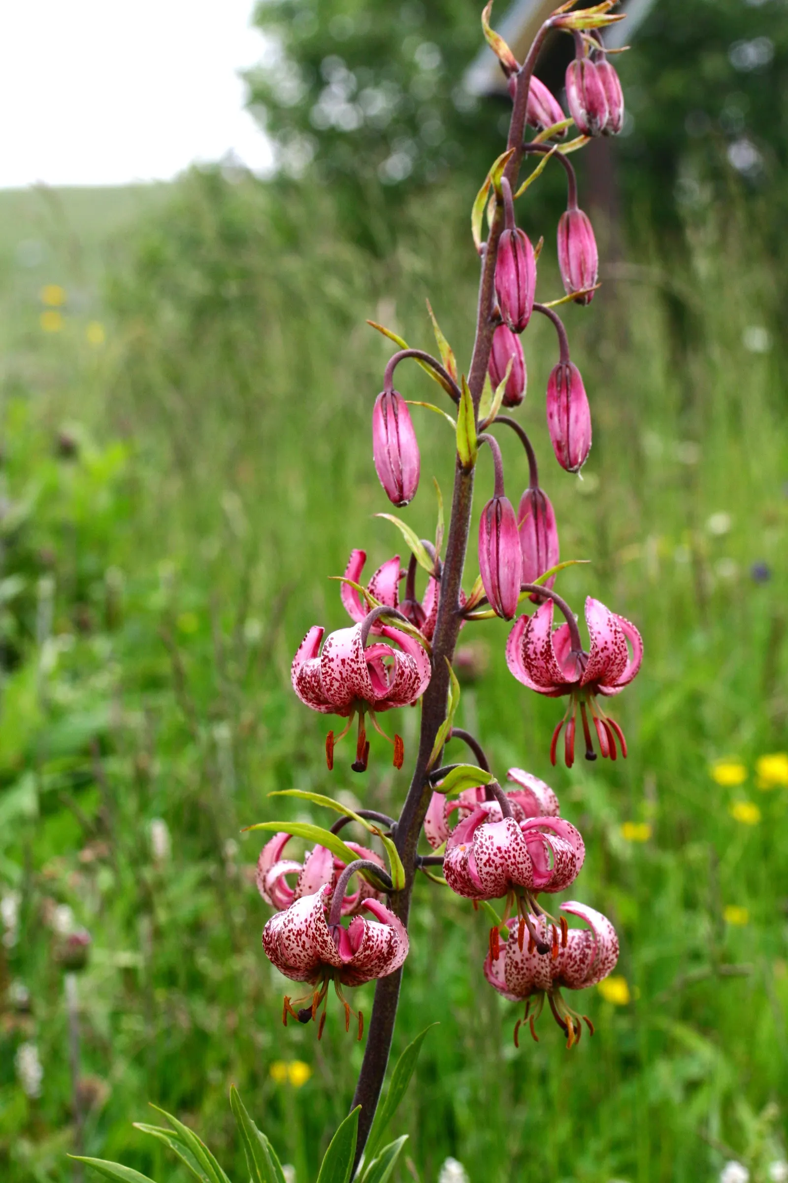 Turkcap Lily (Lilium Martagon) — The plant reaches 4 to 6 feet tall and blooms in early to mid-summer, attracting pollinators; which are attractive to