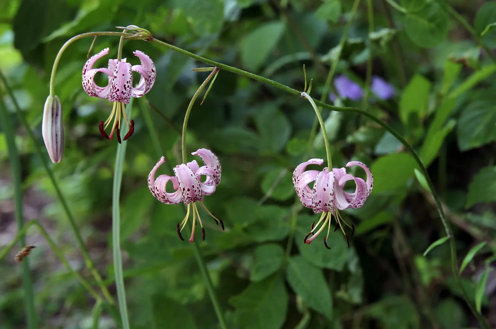 Turkcap Lily (Lilium Martagon) — revealing stamens that curve elegantly outward