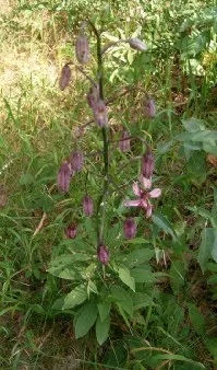 Turkcap Lily (Lilium Martagon) — the Turk's Cap Lily is well-suited to borders and woodland garden settings