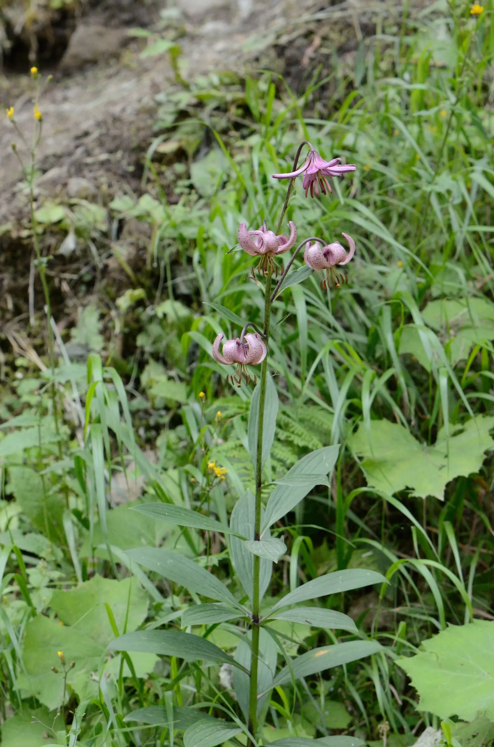 Turkcap Lily (Lilium Martagon) — with recurved petals rolled back towards the stem; the Turk's Cap Lily is well-suited to borders and woodland garden settings